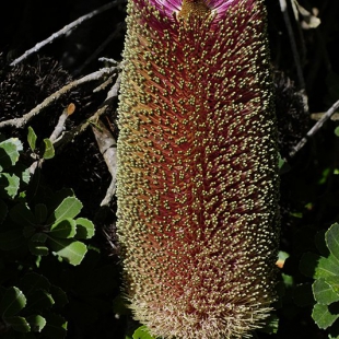 Banksia praemorsa